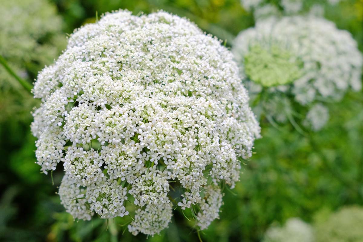 How to Grow Queen Anne’s Lace (Daucus carota)