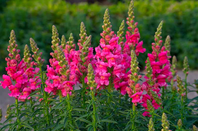 How to Grow and Care for Snapdragon Flowers (Antirrhinum Majus)