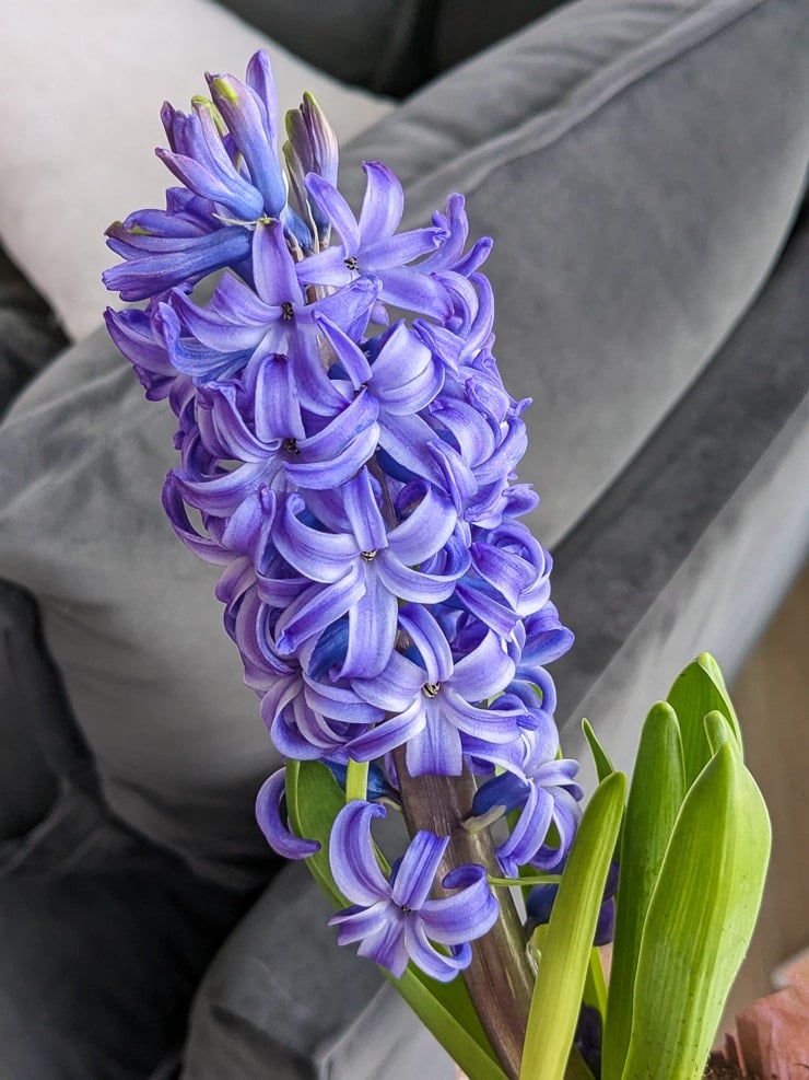 Hyacinth-Flowers-Blooming-4 - By Brittany Goldwyn | Live Creatively