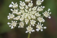 Queen Anne’s Lace - Driftless Prairies: Native Ecosystems