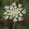 Queen Anne’s Lace - Driftless Prairies: Native Ecosystems