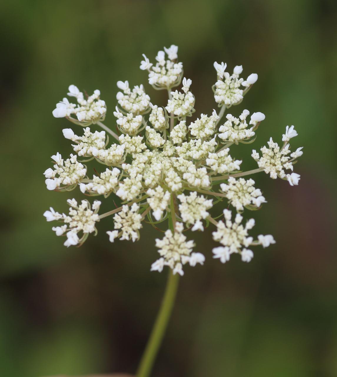 Queen Anne’s Lace - Driftless Prairies: Native Ecosystems