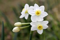 Jonquil Flower