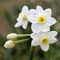 Jonquil Flower
