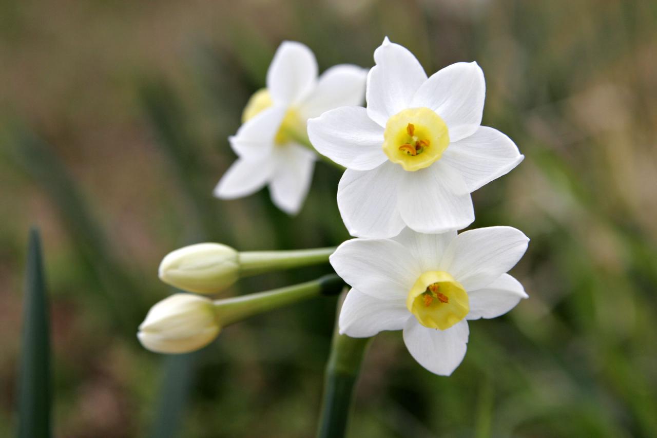 Jonquil Flower