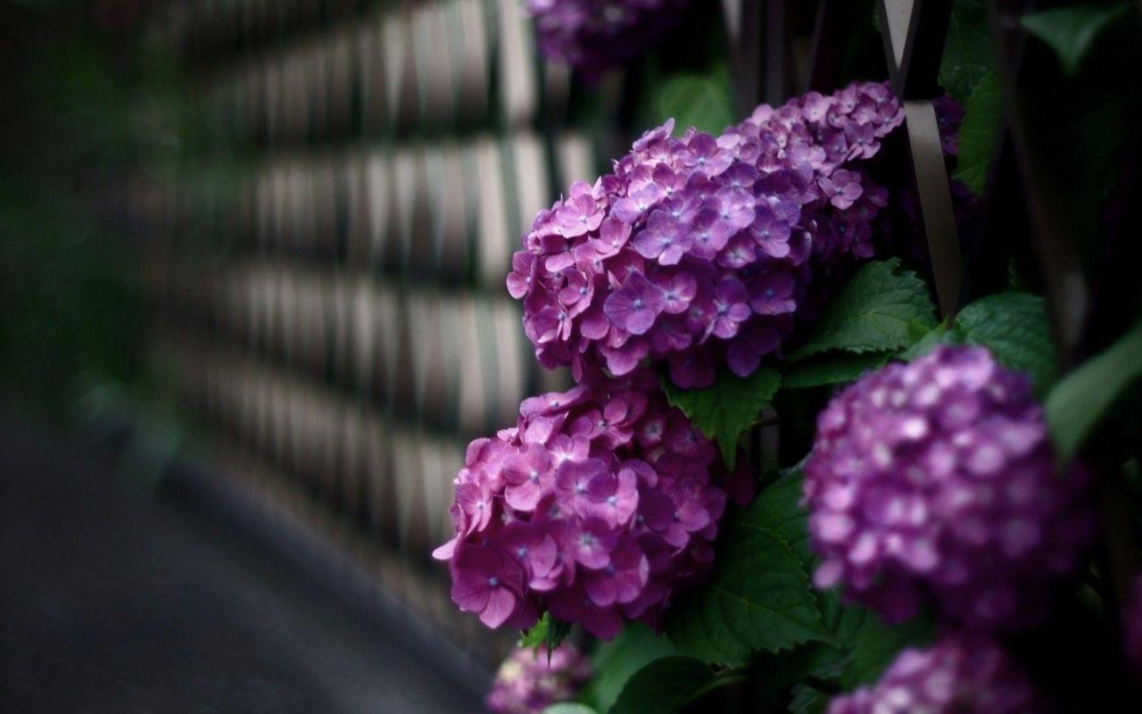 Hydrangea Flower Pink - Free photo on Pixabay - Pixabay