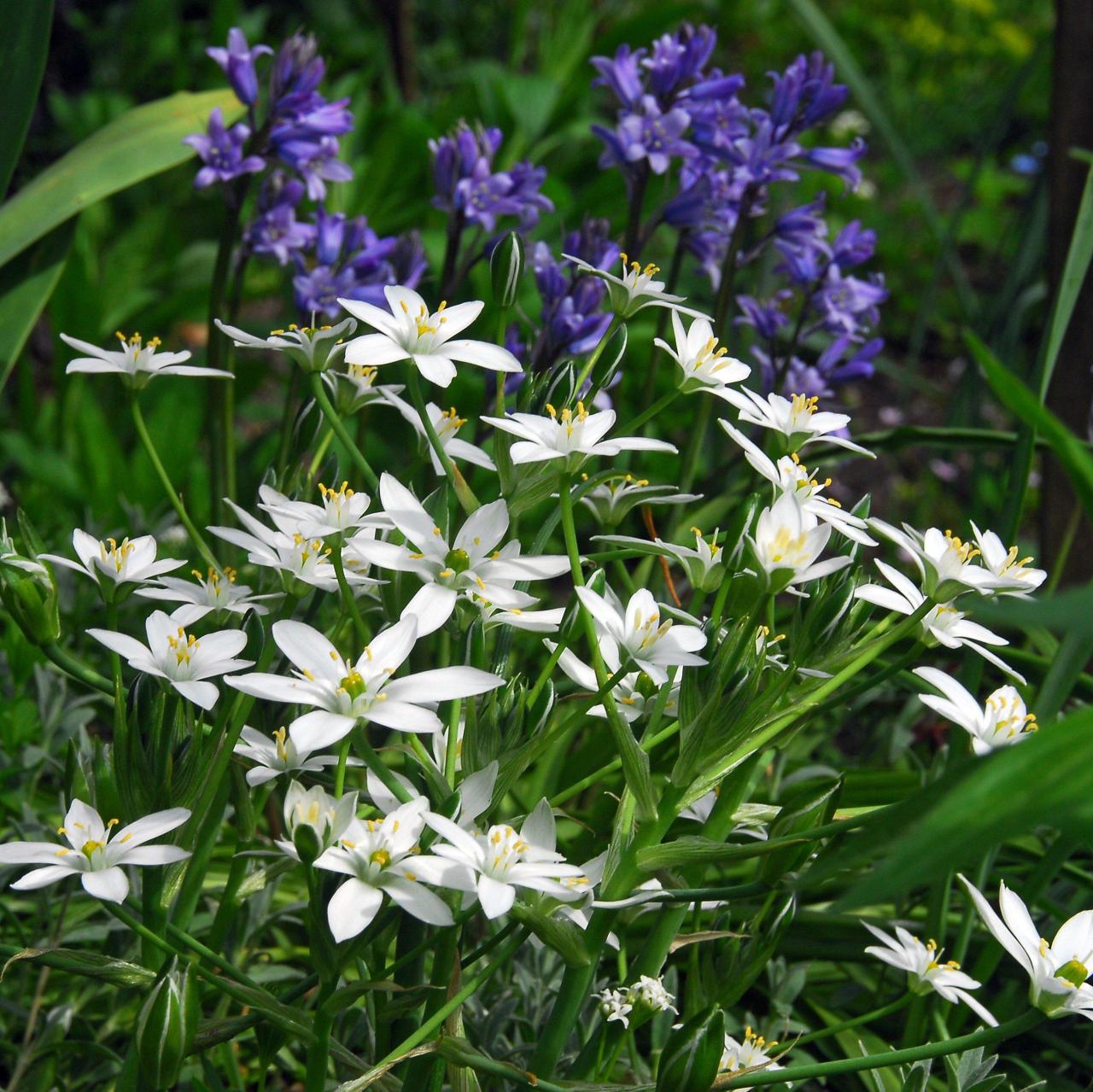 Ornithogalum Umbellatum (Star of Bethlehem) – Easy To Grow Bulbs