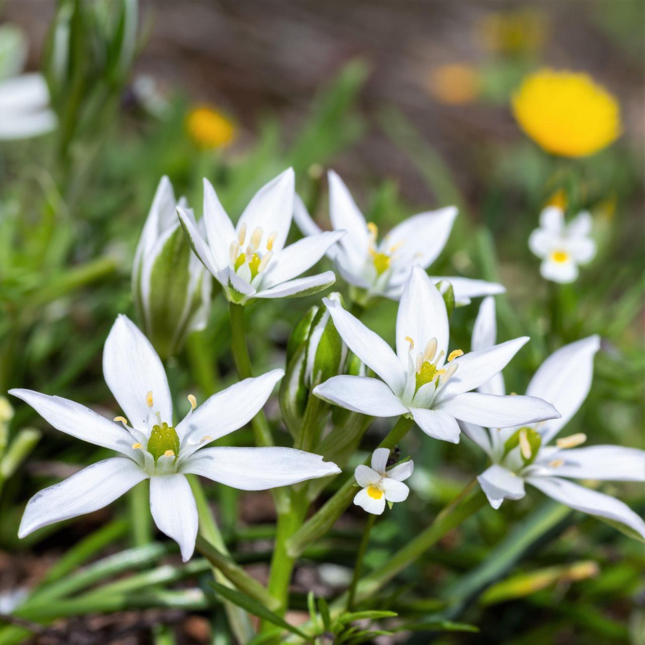 Ornithogalum Umbellatum (Star of Bethlehem) – Easy To Grow Bulbs