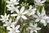 Ornithogalum Umbellatum (Star of Bethlehem) – Easy To Grow Bulbs