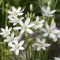 Ornithogalum Umbellatum (Star of Bethlehem) – Easy To Grow Bulbs