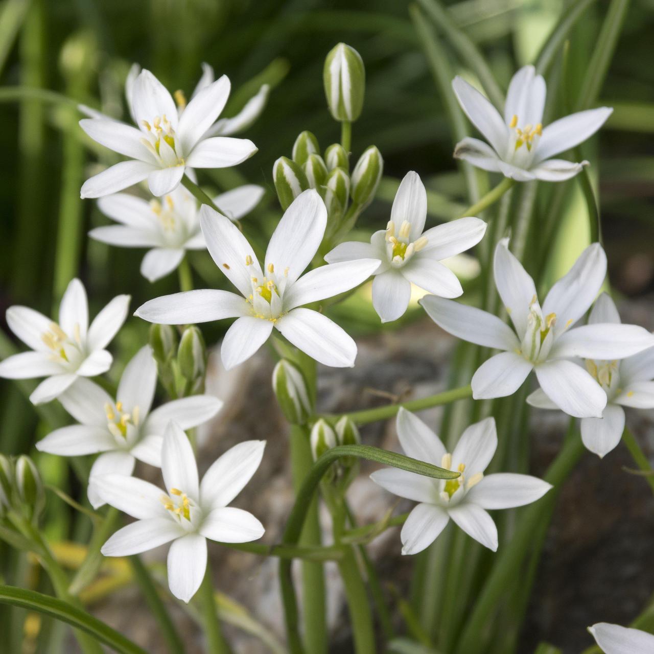 Ornithogalum Umbellatum (Star of Bethlehem) – Easy To Grow Bulbs