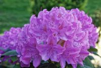 State Flower of West Virginia | Rhododendron | Symbol Hunt