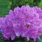 State Flower of West Virginia | Rhododendron | Symbol Hunt