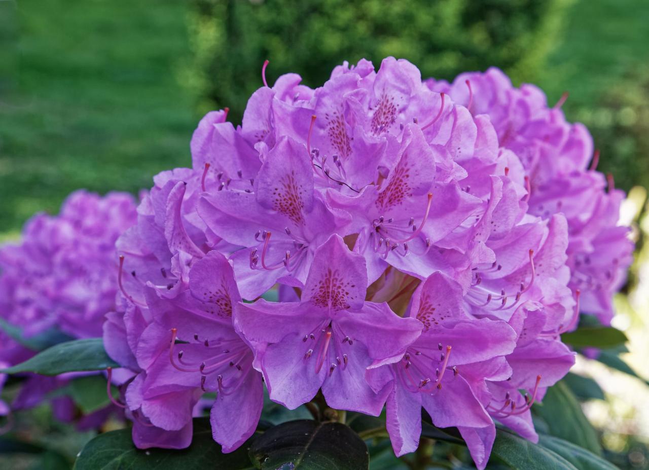 State Flower of West Virginia | Rhododendron | Symbol Hunt