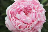 Peony Flowers For Sale Uk / Pink &amp; Yellow Peony Bulbs For Sale | Butter ...