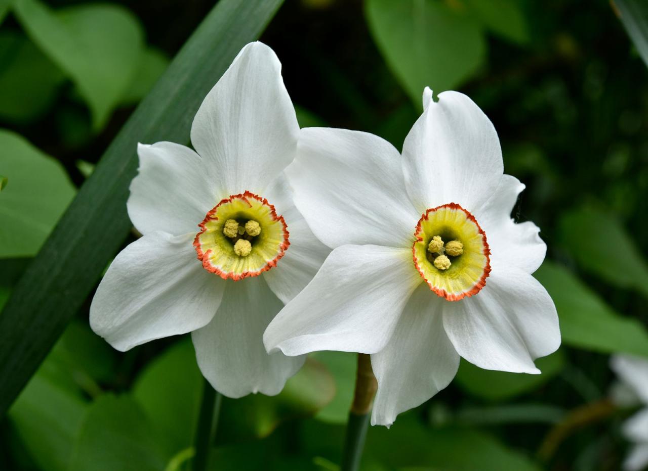 Narcissus Flower