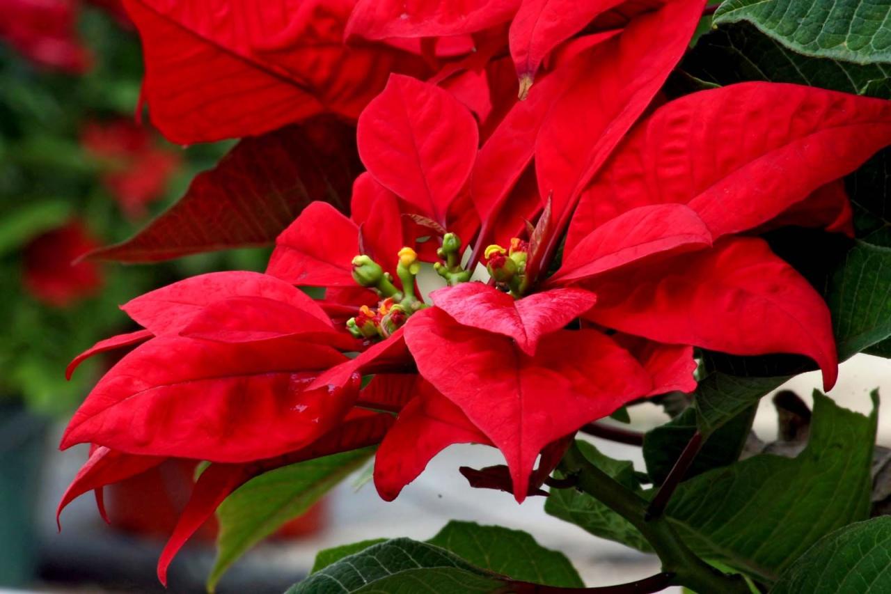 Poinsettia Flower
