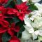 Poinsettia Plant Care and Growing Guide
