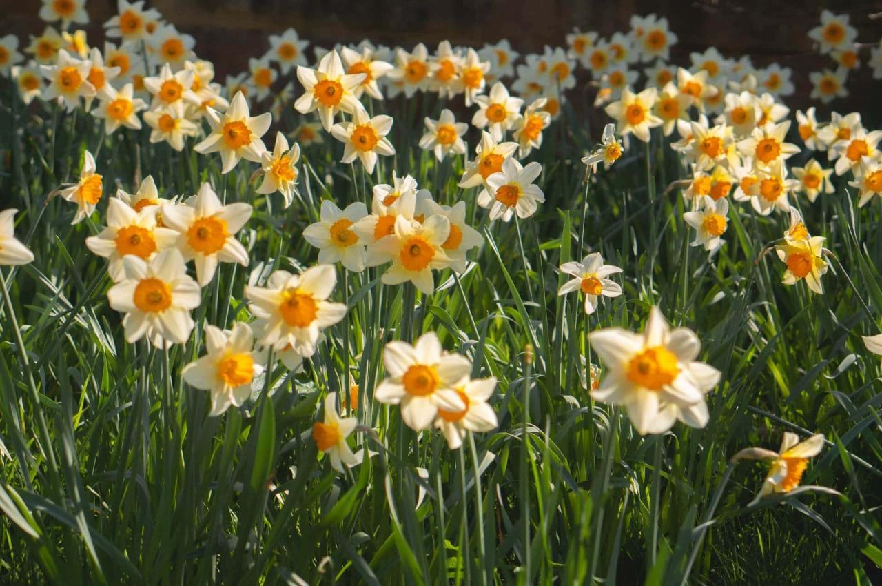Ultimate Guide to the Narcissus Flower Meaning &amp; Symbolism - Petal Republic