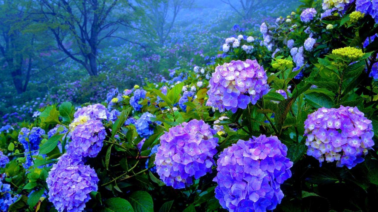 Hydrangea