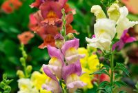 How to Grow and Care for Snapdragon Flowers (Antirrhinum Majus)