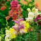 How to Grow and Care for Snapdragon Flowers (Antirrhinum Majus)