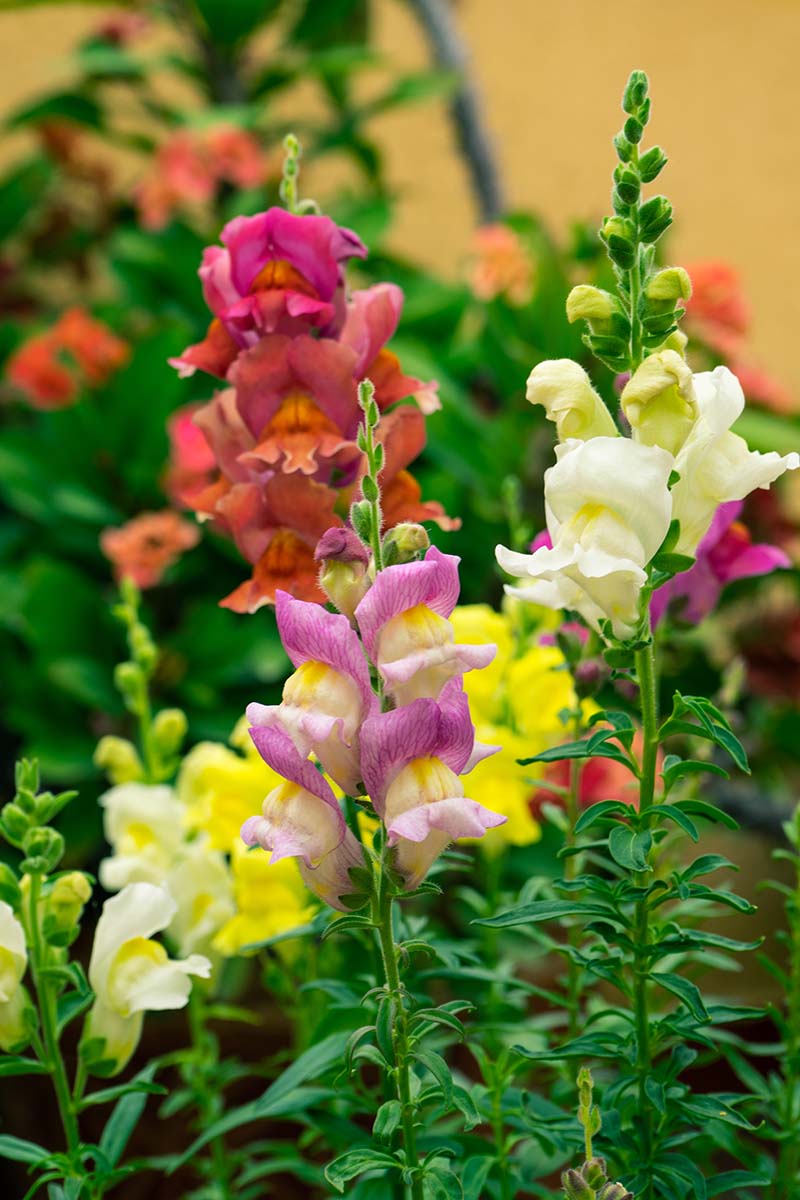 How to Grow and Care for Snapdragon Flowers (Antirrhinum Majus)