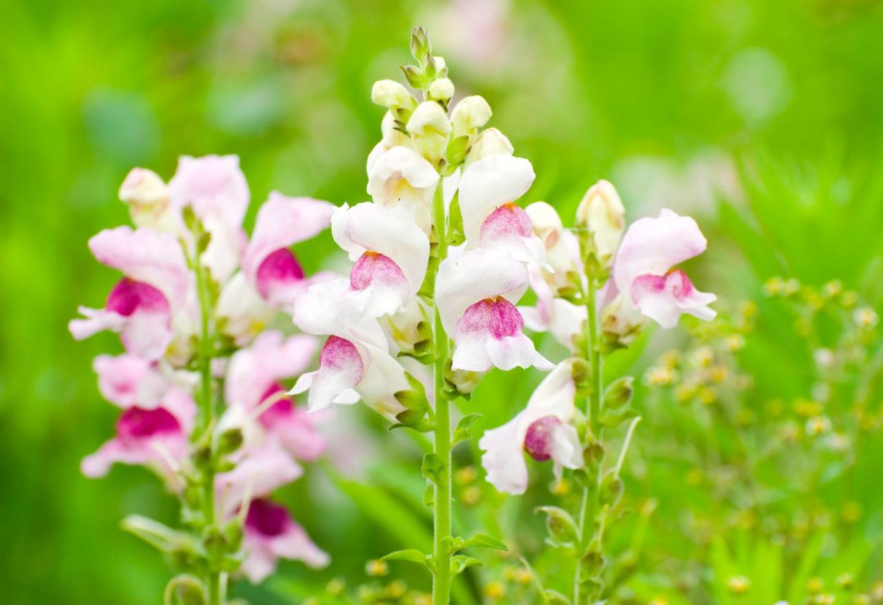 Snapdragon | Plant, Flower, &amp; Facts | Britannica