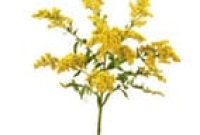 Flower Glossary - View Names &amp; Images of Flowers | Teleflora