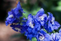 Ultimate Guide to the Delphinium Flower (Meaning &amp; Symbolism) - Petal ...