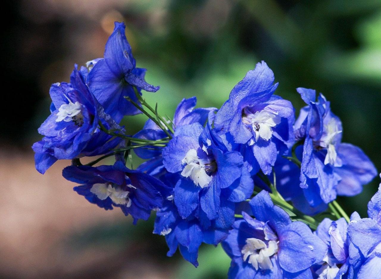 Ultimate Guide to the Delphinium Flower (Meaning &amp; Symbolism) - Petal ...