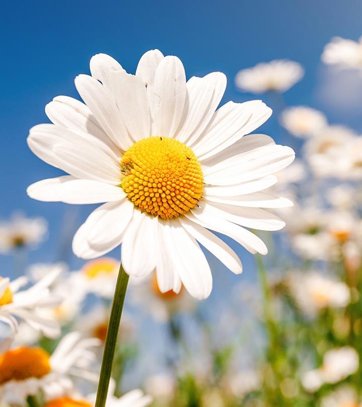 Download Daisy Flower Royalty Free Stock Photo and Image