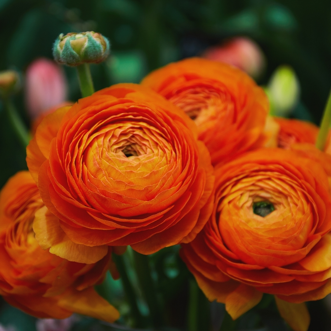 Ranunculus Growing Guide - Suttons Gardening Grow How
