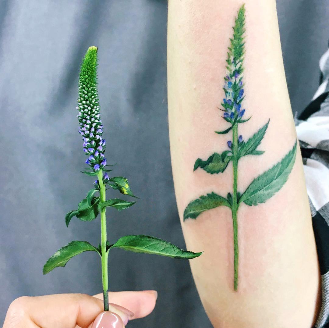 How to Grow Veronica Spicata (Spiked Speedwell)