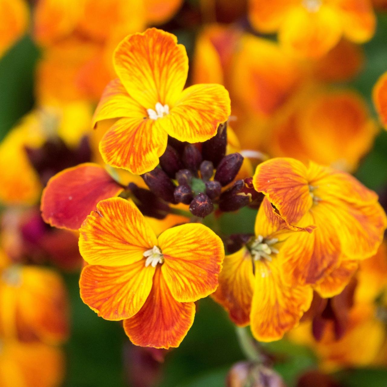Wallflower Flower Seeds – Veggie &amp; Flower Garden Seeds