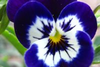 Growing pansies how to grow and care for pansy flowers – Artofit