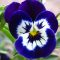 Growing pansies how to grow and care for pansy flowers – Artofit