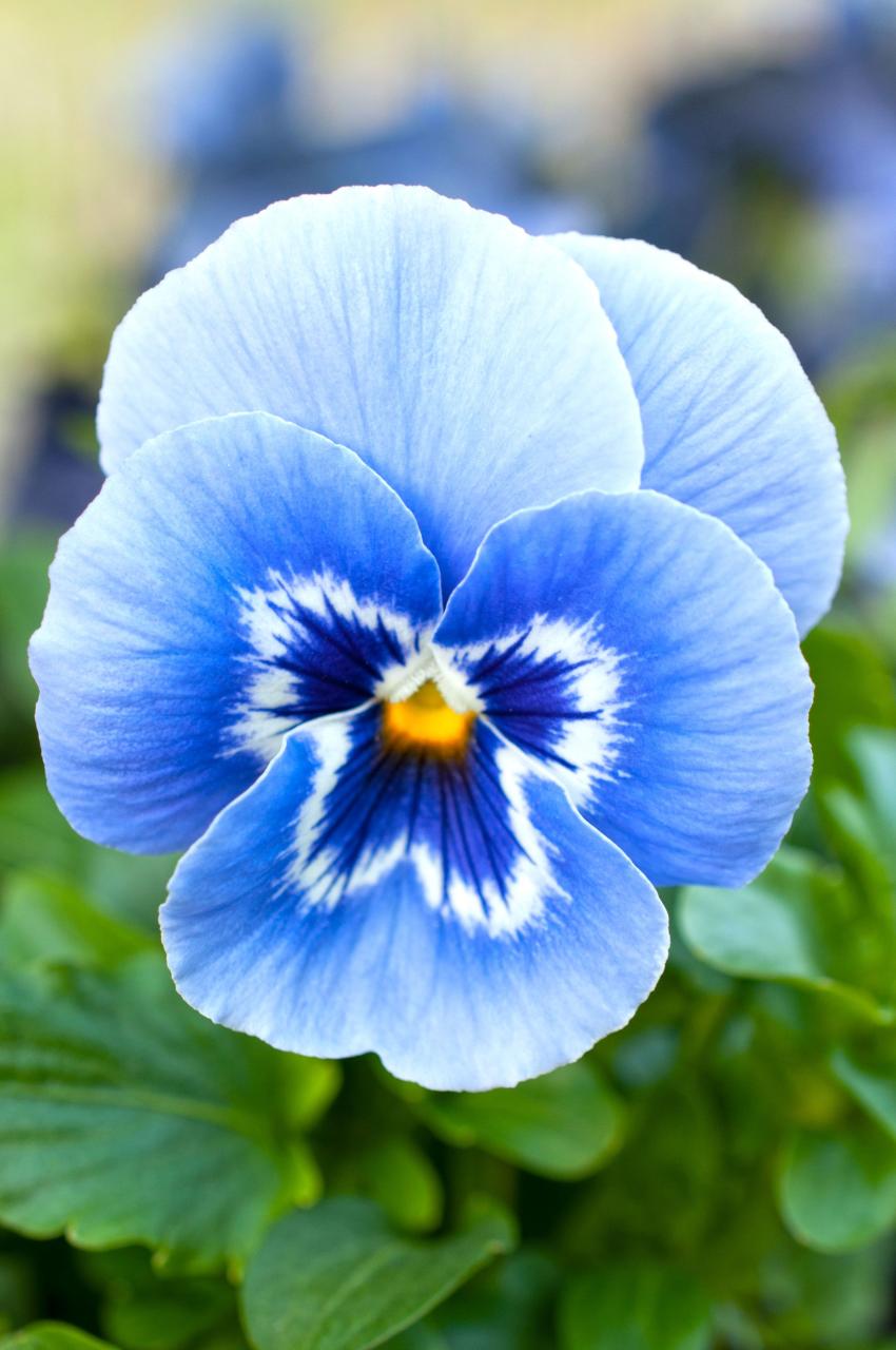 Pansy Flower