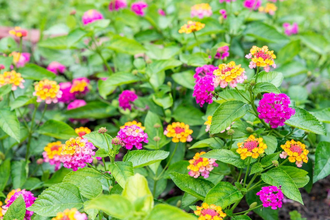 How to Grow and Care for Lantana