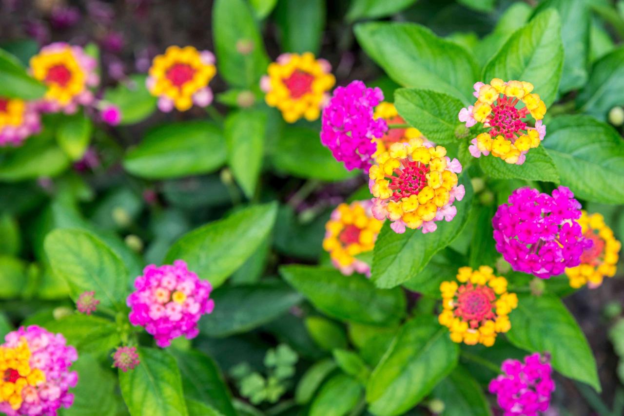 How to Grow and Care for Lantana