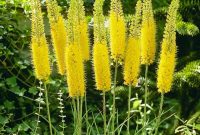 All About Eremurus