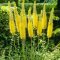 All About Eremurus