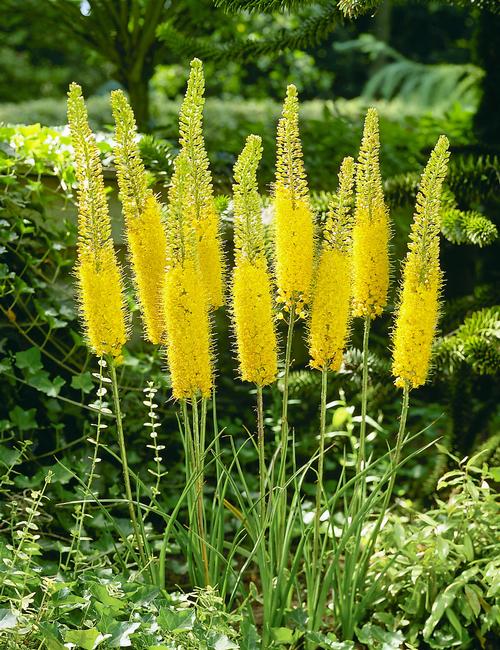 All About Eremurus