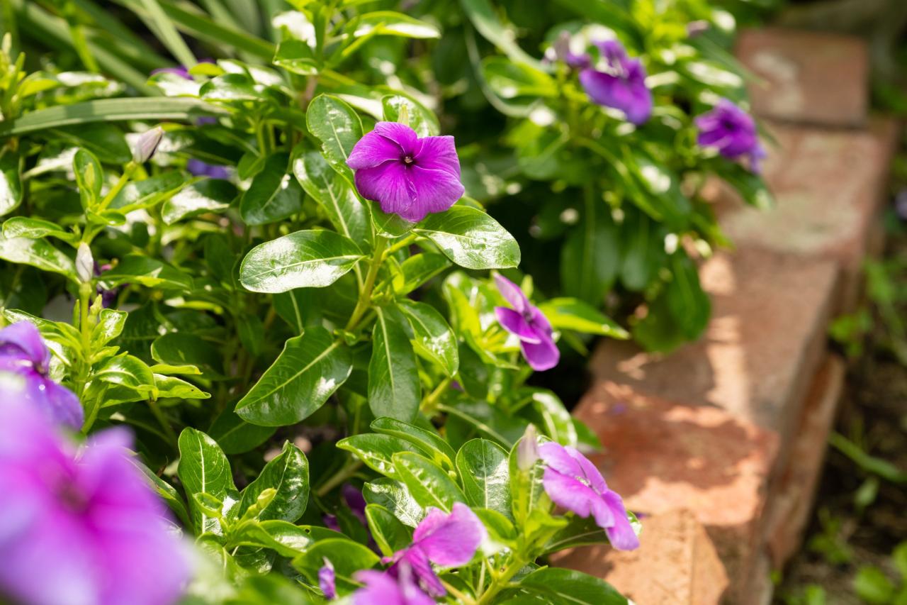 Annual Vinca: Plant Care &amp; Growing Guide