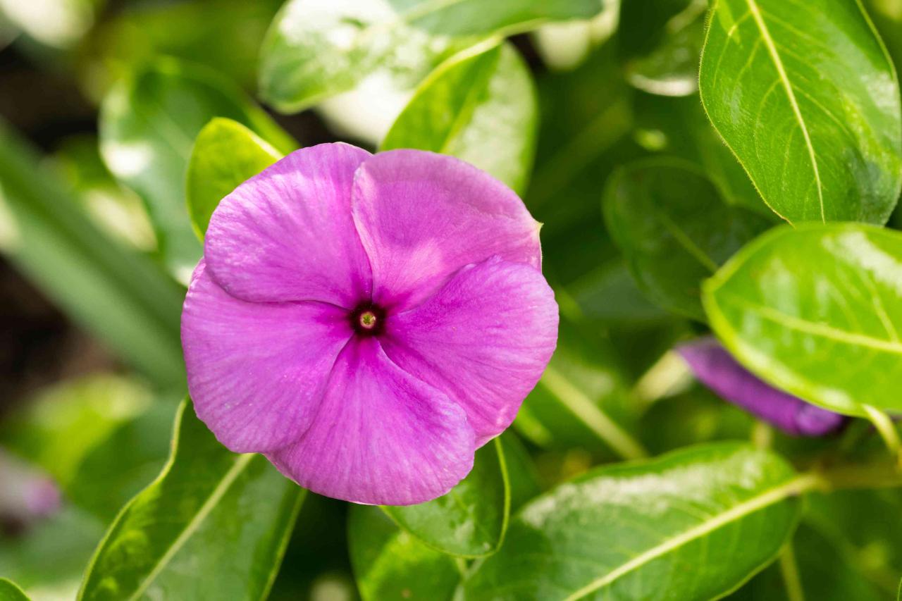 Annual Vinca: Plant Care &amp; Growing Guide
