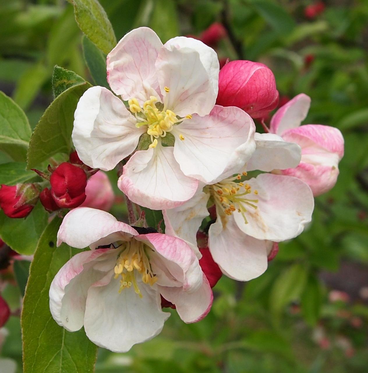 [ベスト] apple blossom 199927-Apple blossom flowers