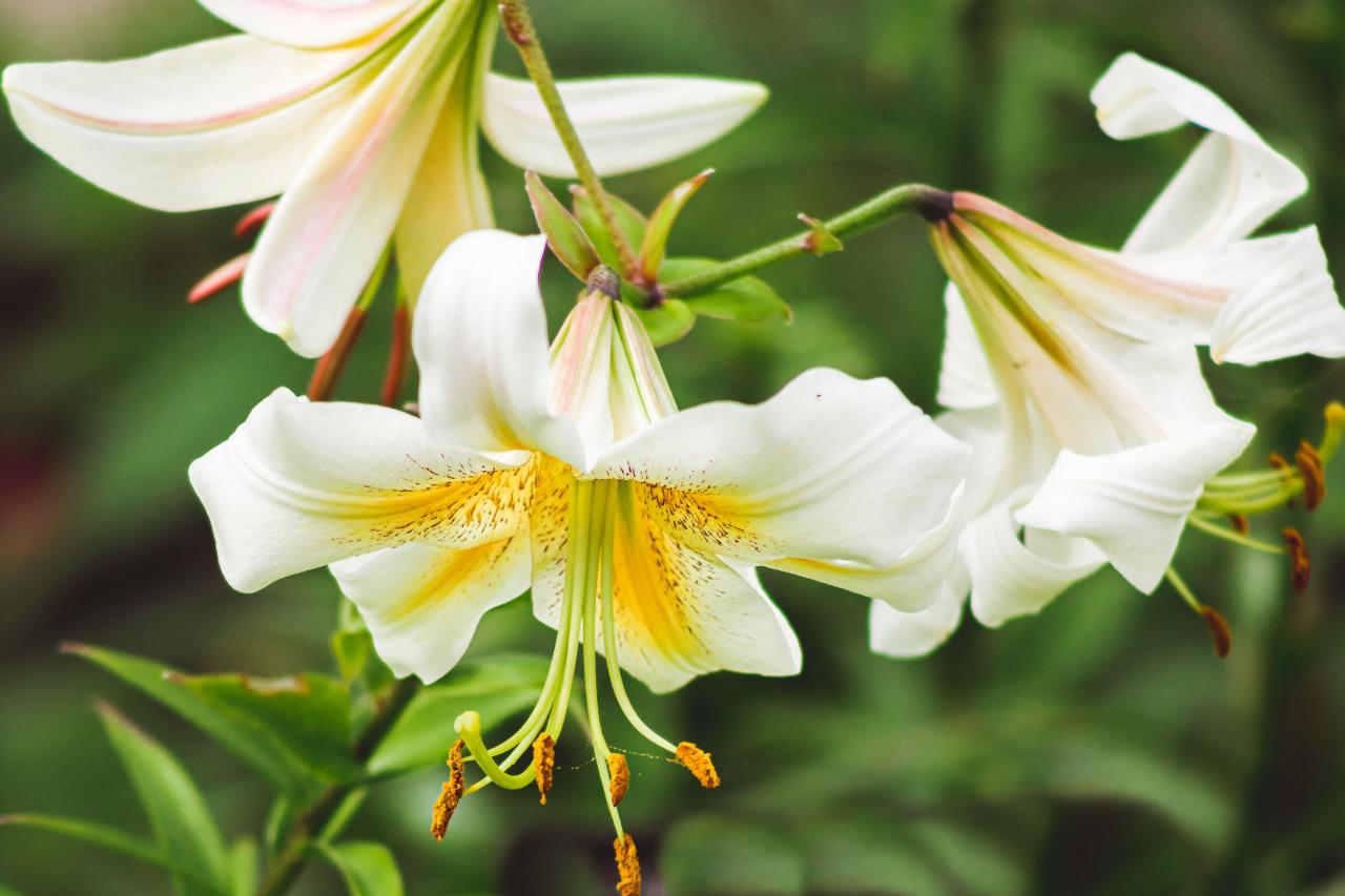 14 Stunning Lily Varieties to Plant