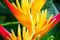 Heliconia psittacorum | Heliconia flower, Heliconia plant, Rose garden ...