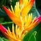 Heliconia psittacorum | Heliconia flower, Heliconia plant, Rose garden ...