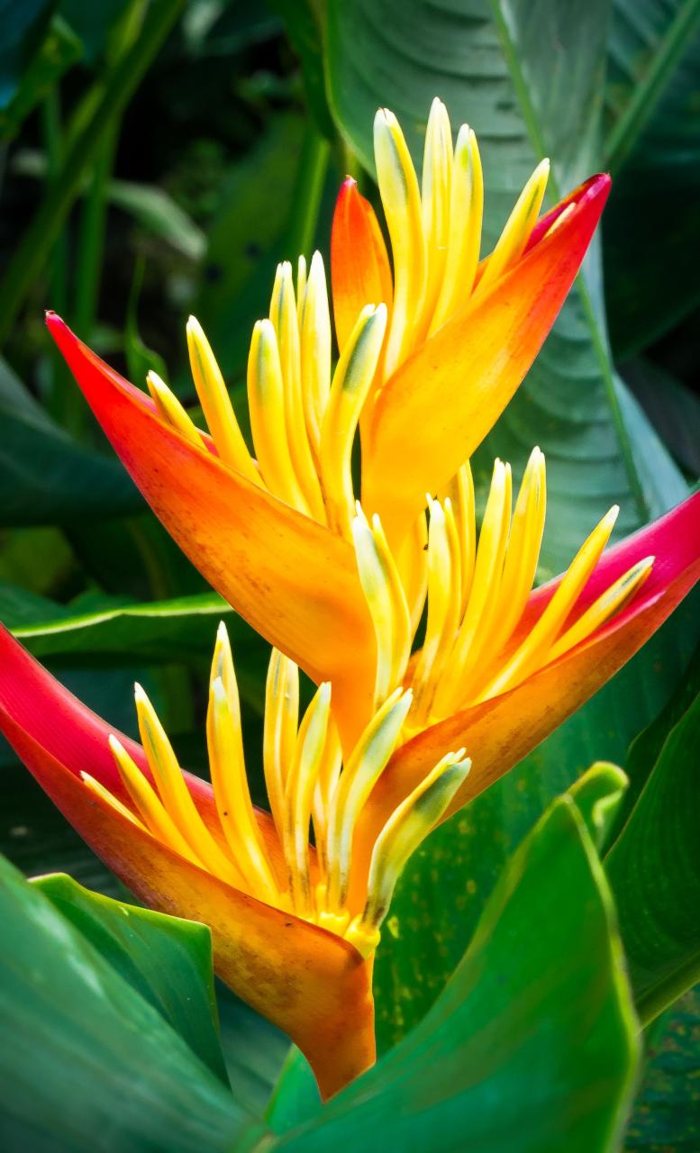 Heliconia psittacorum | Heliconia flower, Heliconia plant, Rose garden ...